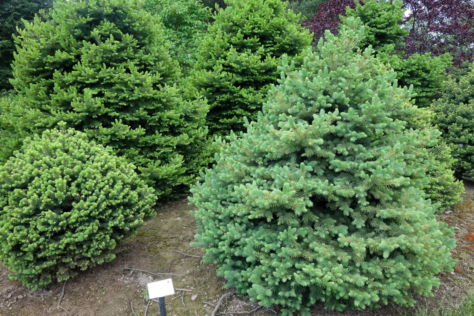Colorado Blue Spruce (Picea Pungens 'Glauca') — adds year-round interest and is ideal for windbreaks or statement pieces; reaching up to 60 feet in height and