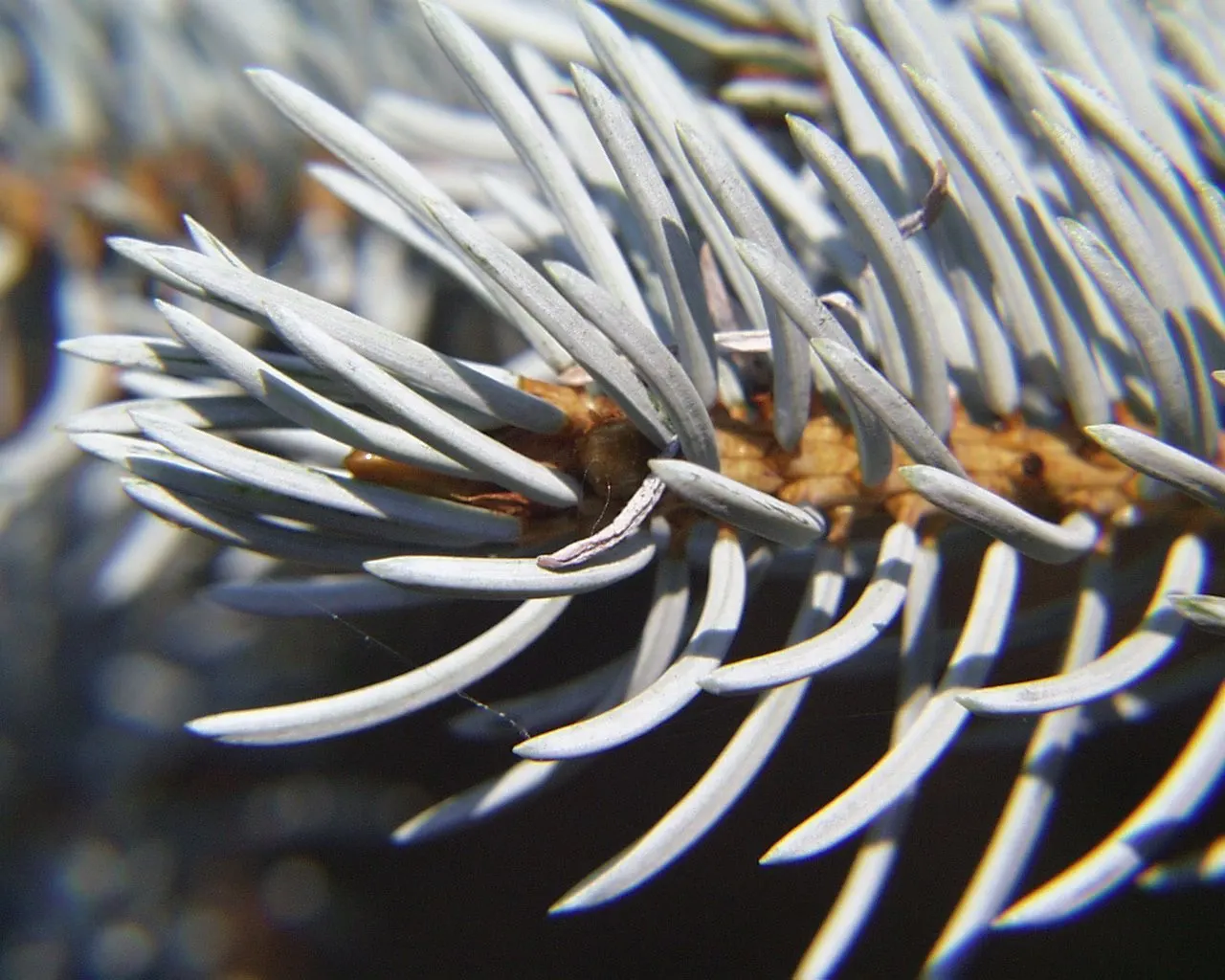 Colorado Blue Spruce (Picea Pungens 'Glauca') — sharply pointed needles deter deer; about 6-12 inches per year