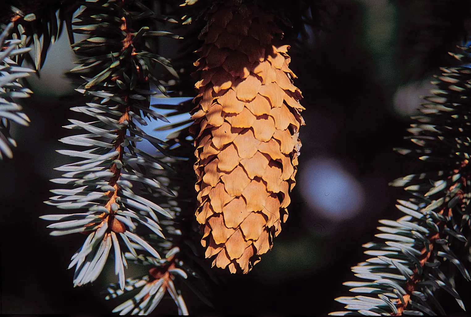Colorado Blue Spruce (Picea Pungens 'Glauca') — Reaching up to 60 feet in height and 20 feet in width, it serves as a robust focal point; conifer / tree for