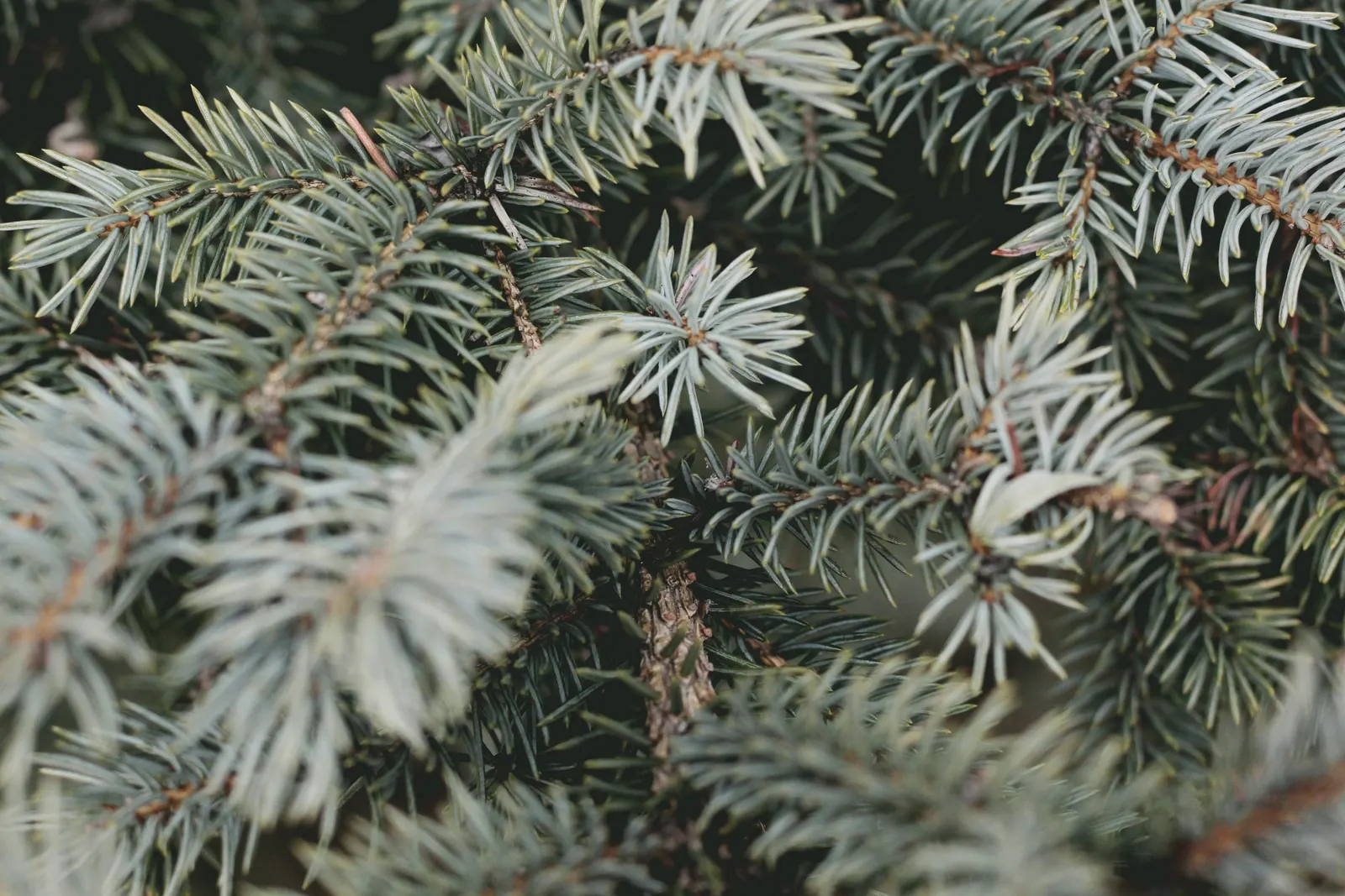 Colorado Blue Spruce (Picea Pungens 'Glauca') — making them an excellent choice for a focal point in a garden or as part of a windbreak when, image 27