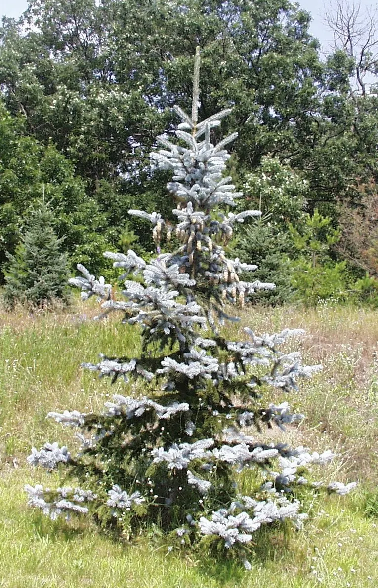 Colorado Blue Spruce (Picea Pungens 'Glauca') — making it a practical option for areas with active wildlife; the Colorado Blue Spruce tolerates a variety of