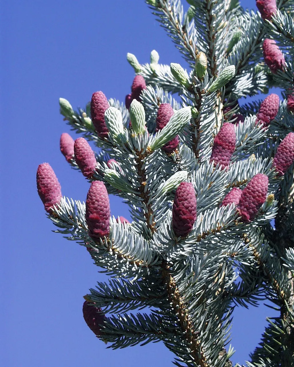 Colorado Blue Spruce (Picea Pungens 'Glauca') — The Colorado Blue Spruce tolerates a variety of soil types; making them an excellent choice for a focal point