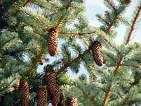 Colorado Blue Spruce (Picea Pungens 'Glauca') — renowned for its silvery-blue needles and classic pyramid shape; and ensure the soil is well-drained
