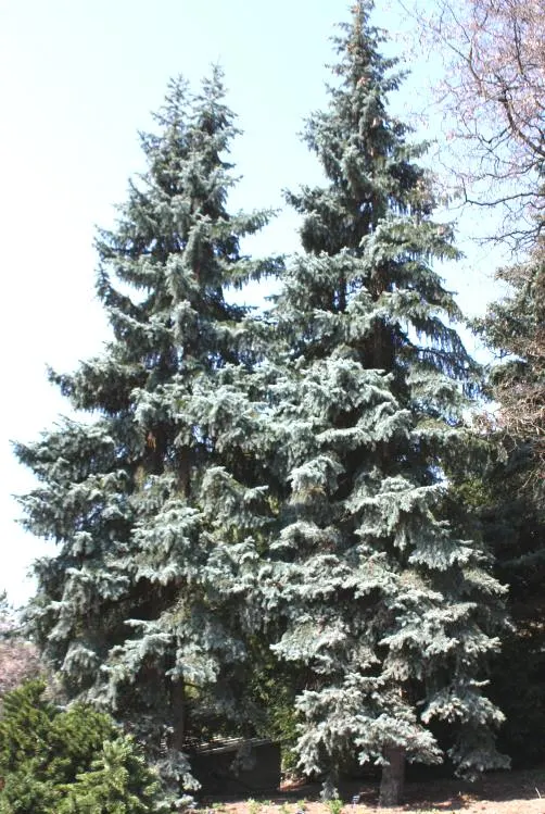 Colorado Blue Spruce (Picea Pungens 'Glauca') — and ensure the soil is well-drained; renowned for its silvery-blue needles and classic pyramid shape