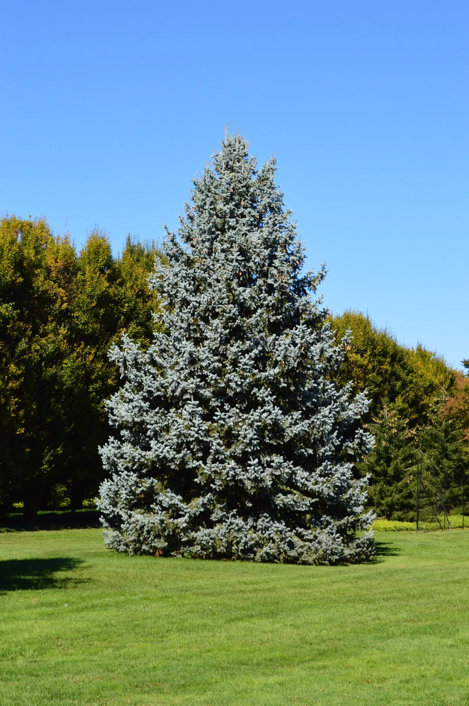Colorado Blue Spruce (Picea Pungens 'Glauca') — Whether for ornamental use; the Colorado Blue Spruce (Picea pungens 'Glauca') is a majestic evergreen