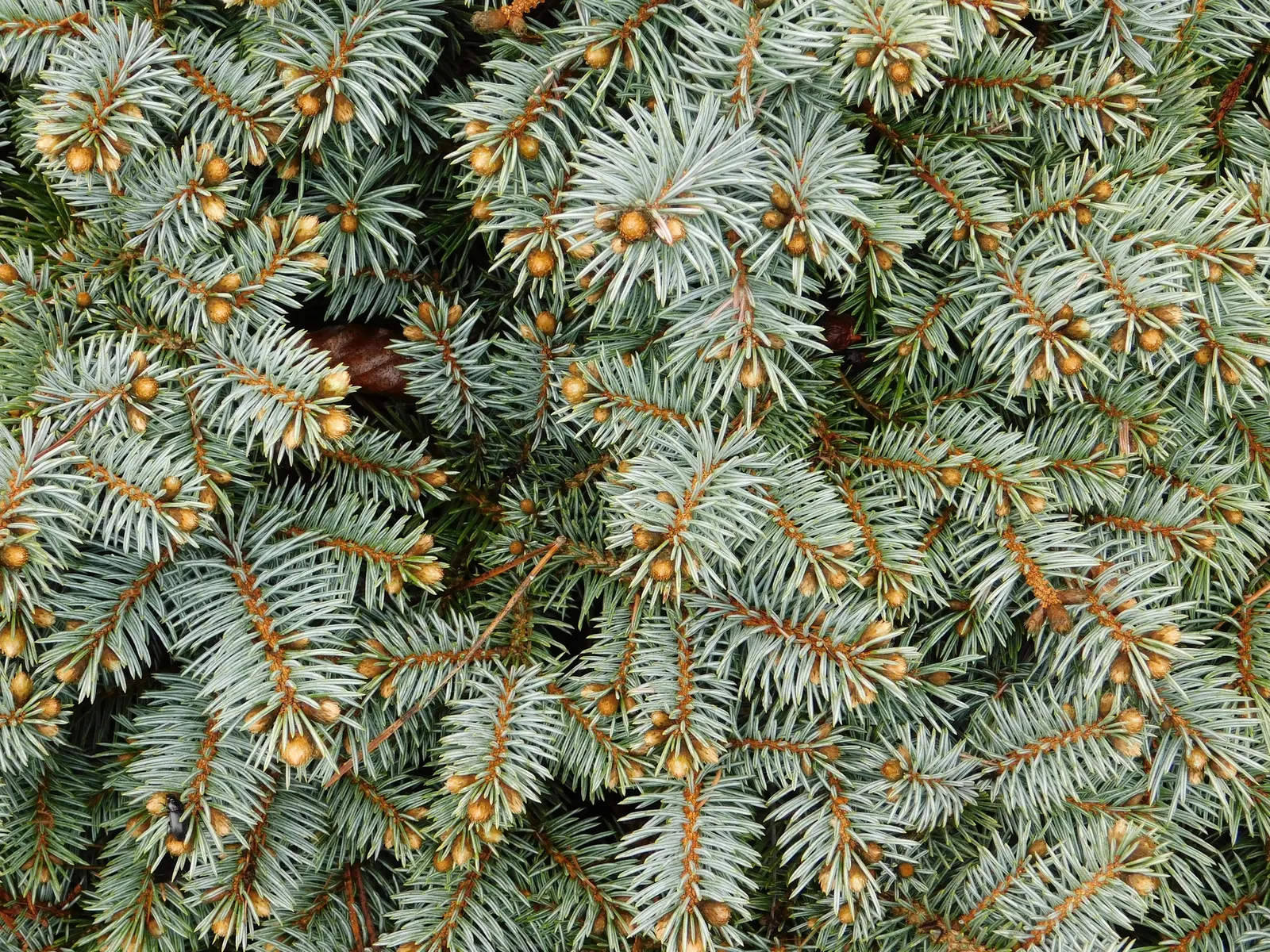 Colorado Blue Spruce (Picea Pungens 'Glauca') — Hardy in zones 2-7, it requires full sun and well-drained soil; is a majestic conifer renowned for its striking