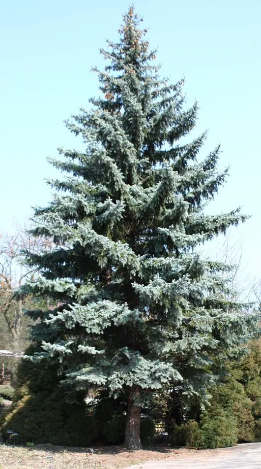 Colorado Blue Spruce (Picea Pungens 'Glauca') — as long as they are not waterlogged; whether for ornamental use