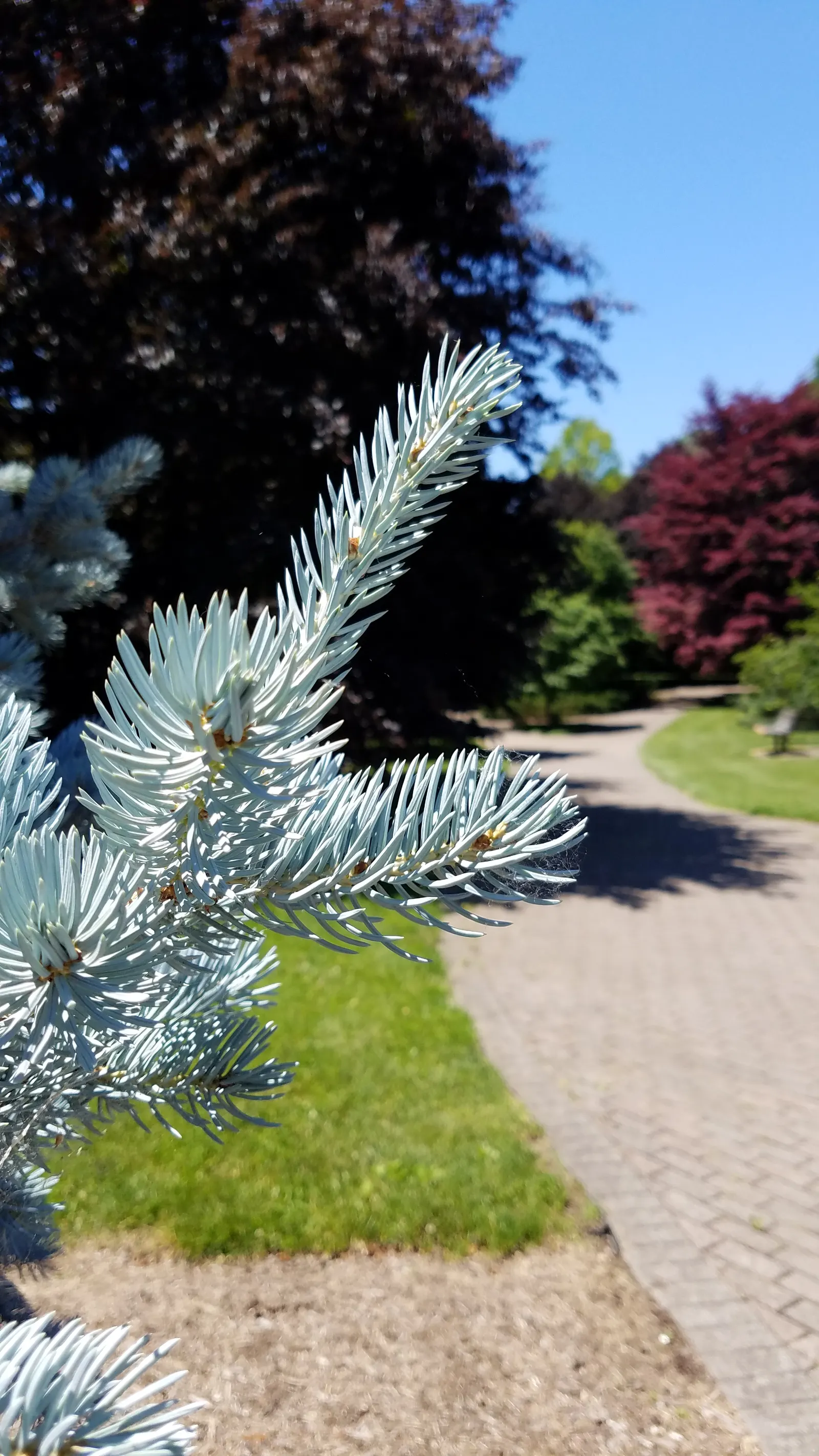 Colorado Blue Spruce (Picea Pungens 'Glauca') — The Colorado Blue Spruce (Picea pungens 'Glauca') is a majestic evergreen; hardy in zones 2-7, it, image 55