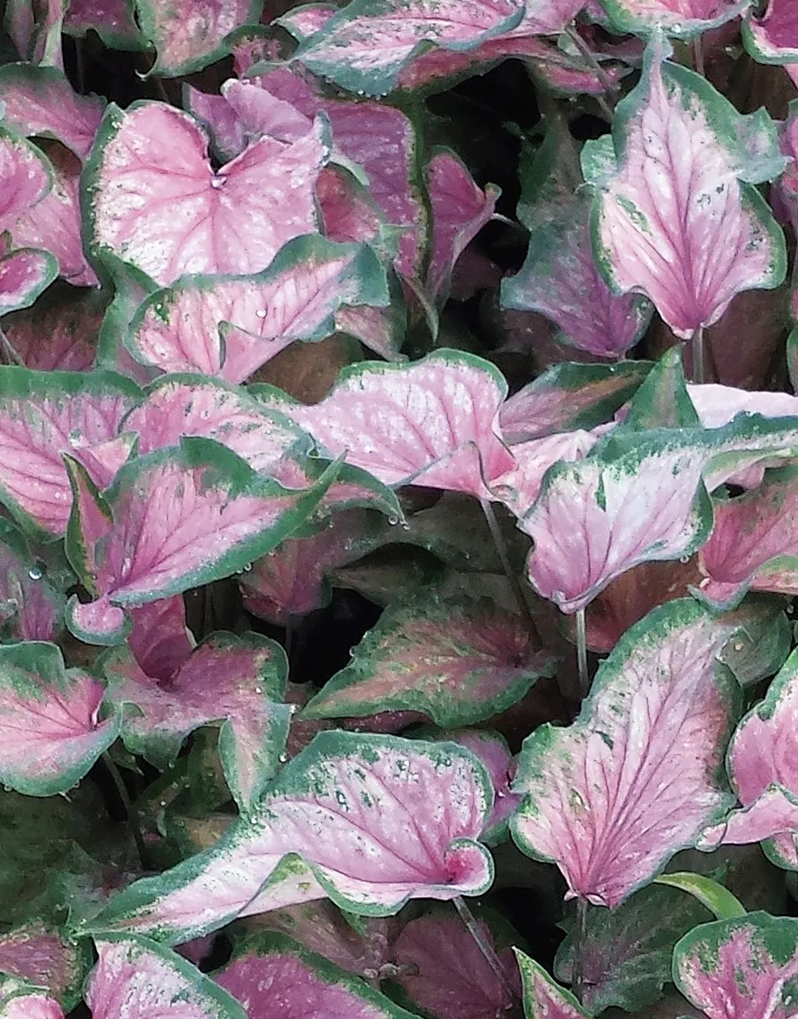 Va Va Violet™ Shade Caladium (Caladium hortulanum) — Hardy in USDA Zones 10-11