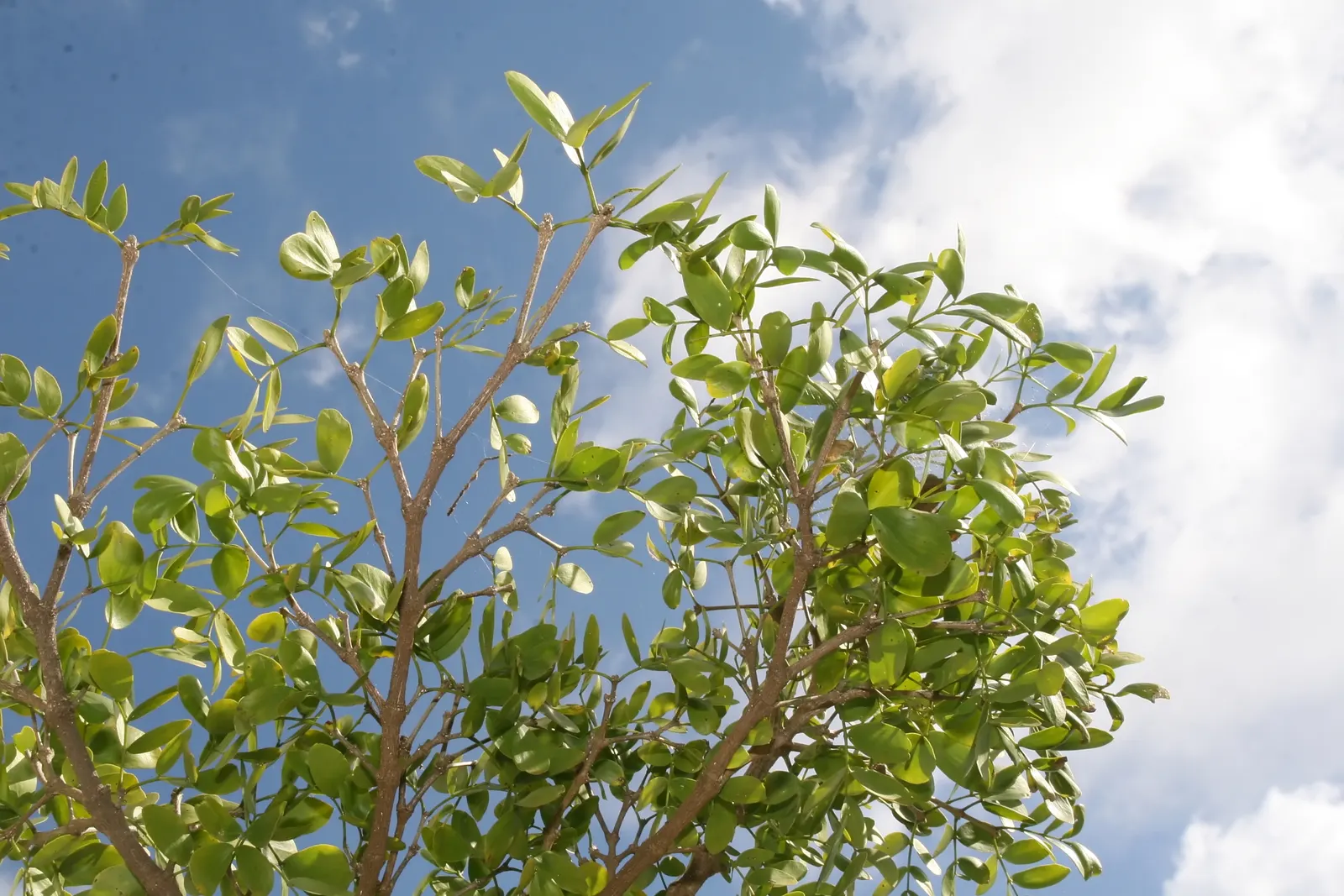 Lignum Vitae (Guaiacum Sanctum) — and resilience that can significantly enhance a landscape\'s design and functionality; whether utilized as a, image 92