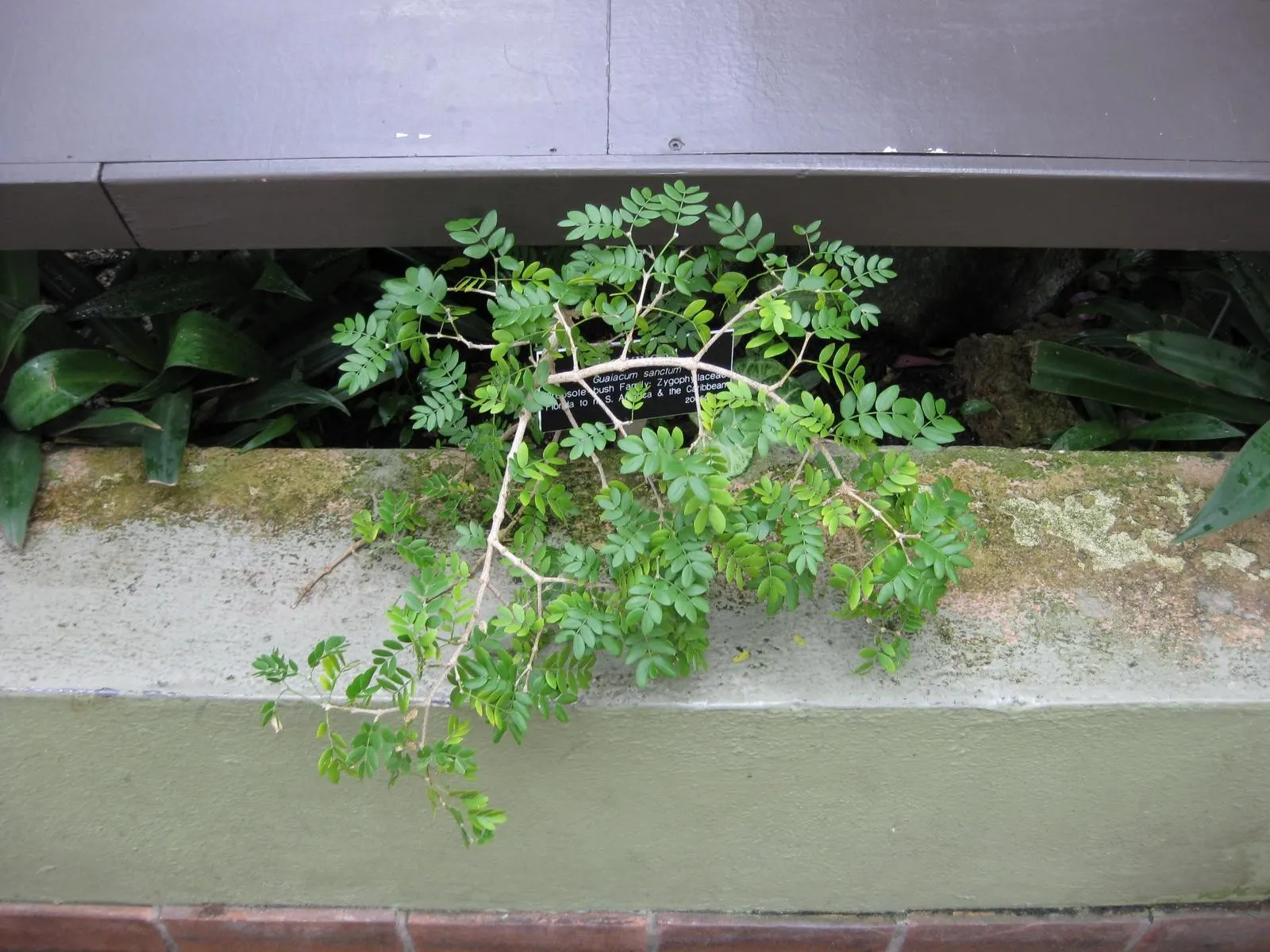 Lignum Vitae (Guaiacum Sanctum) — blue flowers in the garden; ornamental foliage and clusters of blue flowers