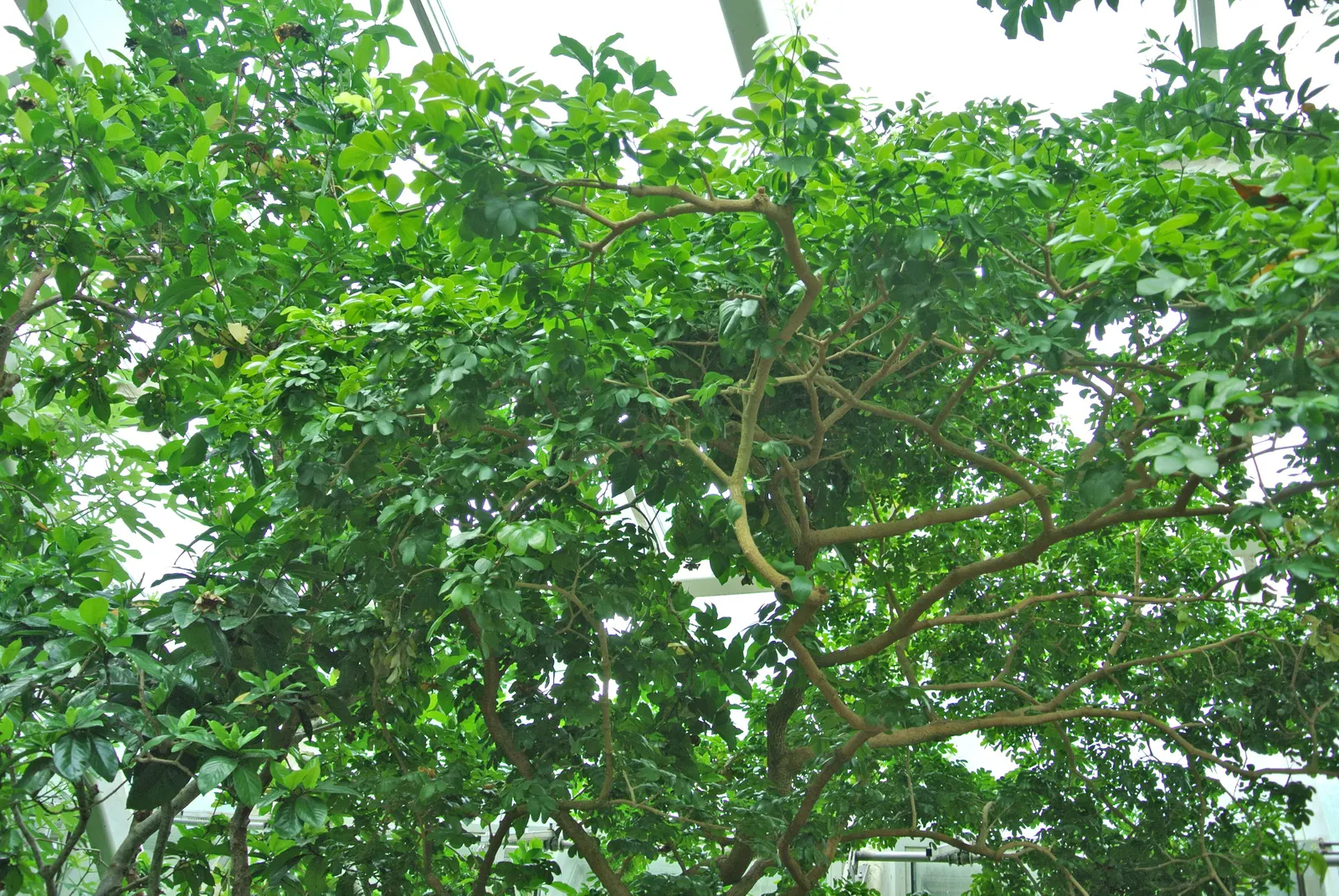 Lignum Vitae (Guaiacum Sanctum) — is a quintessential specimen for any garden that values durability and exotic charm; lignum vitae (Guaiacum sanctum) is a