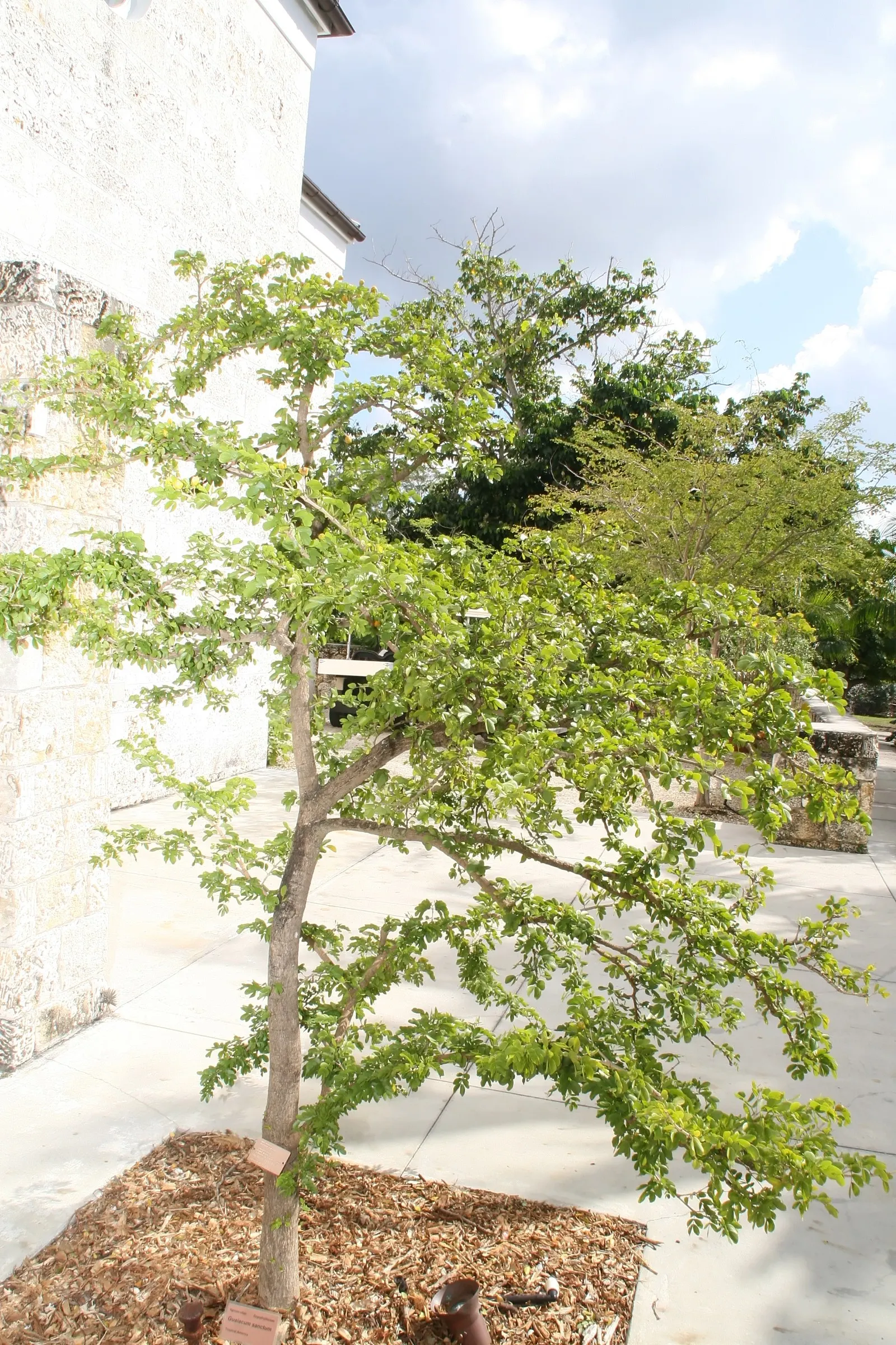 Lignum Vitae (Guaiacum Sanctum) — Its dense canopy is composed of compound leaves; the wood is so heavy that it sinks in water, image 83