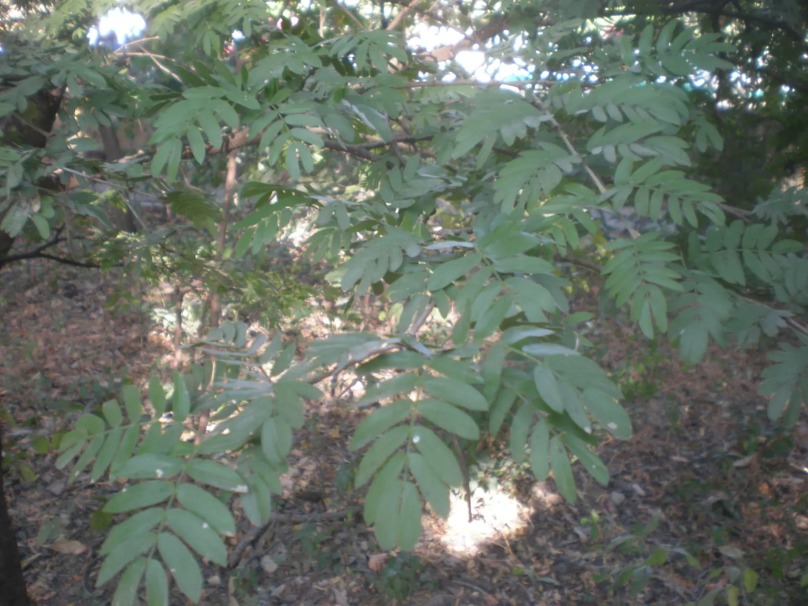 Lignum Vitae (Guaiacum Sanctum) — tree with blue blooms