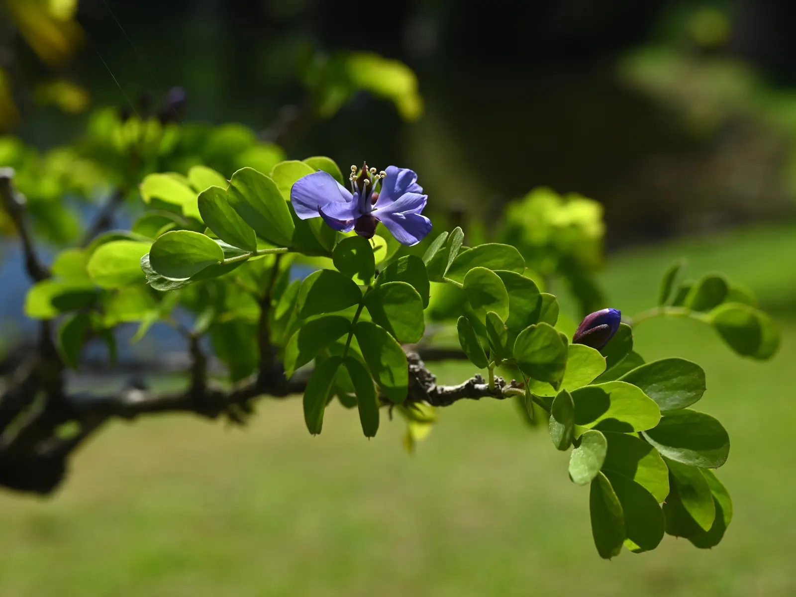 Lignum Vitae (Guaiacum Sanctum) — Prefers full sun to partial shade and well-drained soil; drought-tolerant once established; it\'s hardy to USDA, image 81
