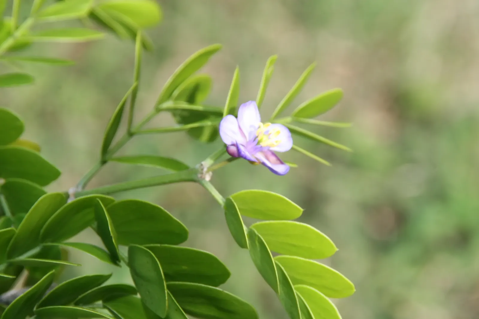 Lignum Vitae (Guaiacum Sanctum) — Prefers full sun to partial shade and well-drained soil; drought-tolerant once established; it\'s hardy to USDA, image 62