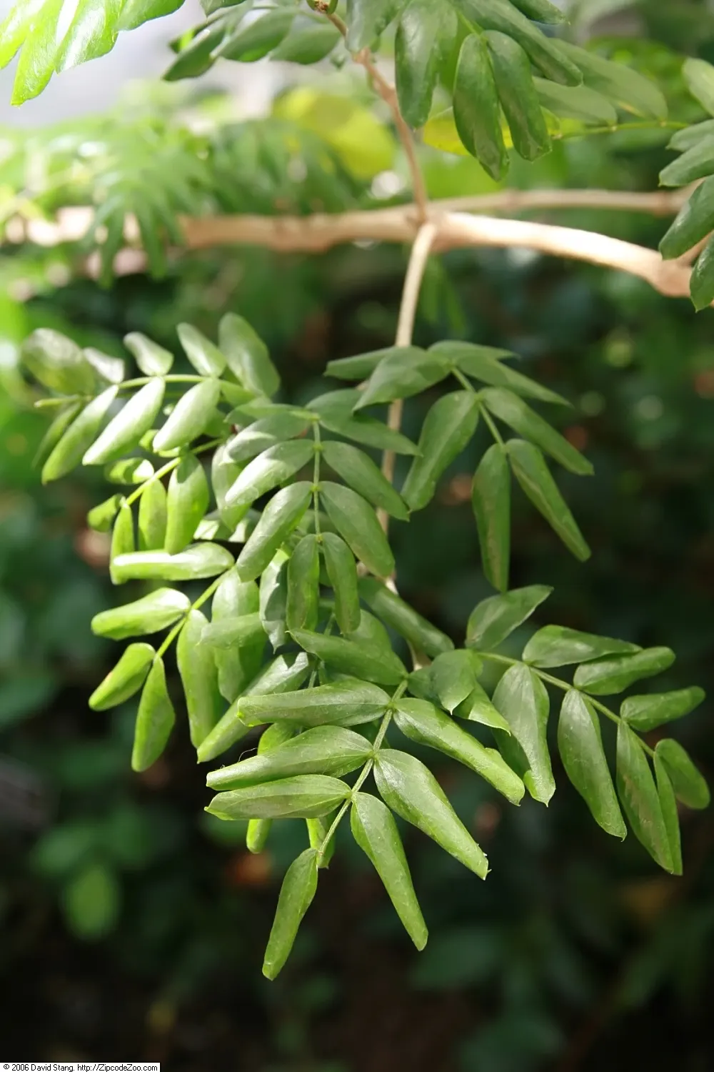 Lignum Vitae (Guaiacum Sanctum) — ornamental foliage and clusters of blue flowers; guaiacum sanctum requires minimal water once established, image 40