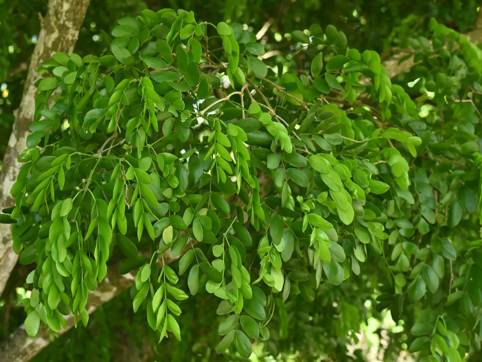 Lignum Vitae (Guaiacum Sanctum) — Its dense canopy is composed of compound leaves; the wood is so heavy that it sinks in water, image 45