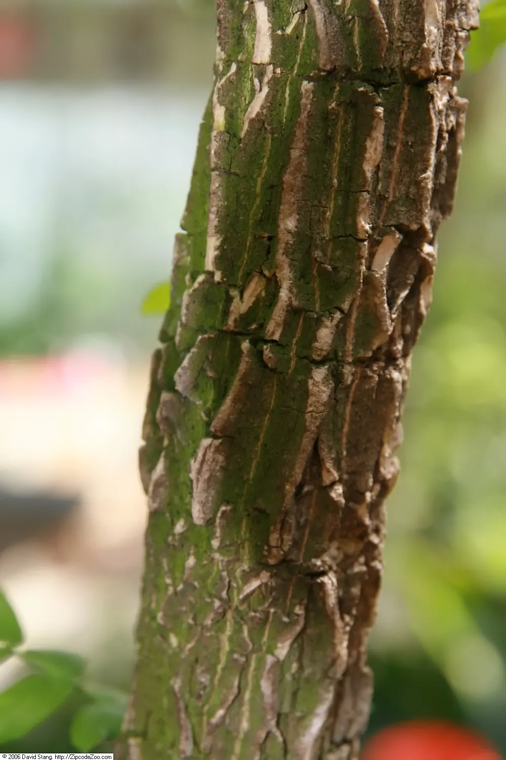 Lignum Vitae (Guaiacum Sanctum) — Whether utilized as a focal point or a shade provider; tree for full or half, image 90
