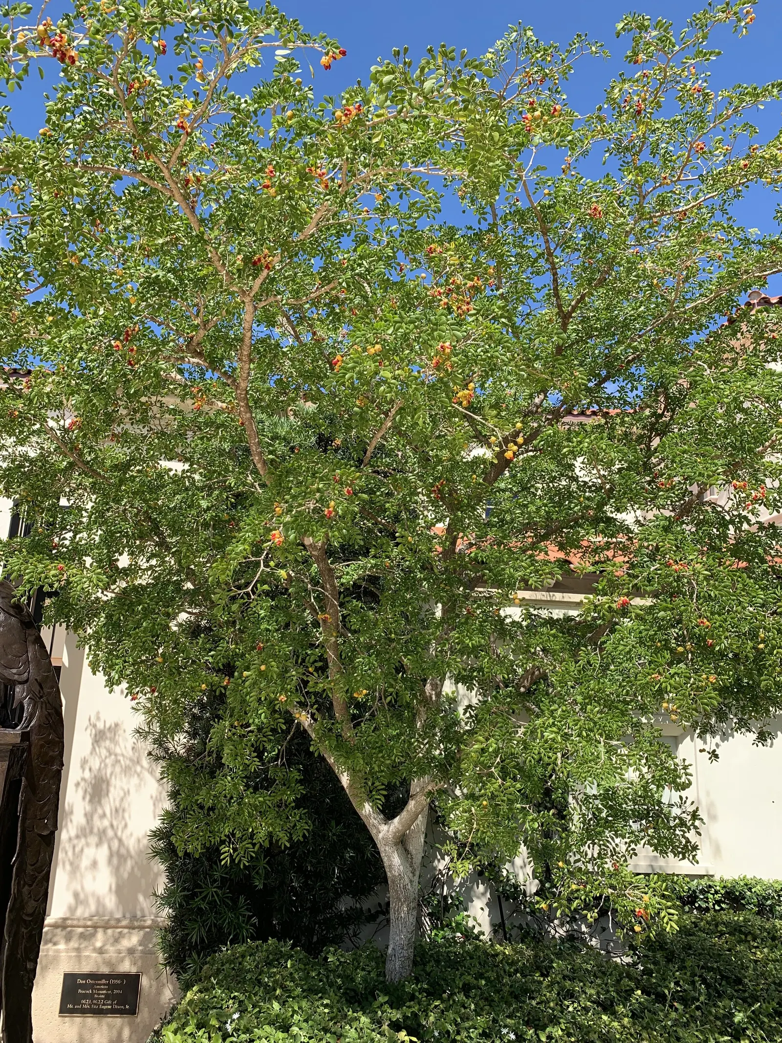 Lignum Vitae (Guaiacum Sanctum) — Prefers full sun to partial shade and well-drained soil; drought-tolerant once established
