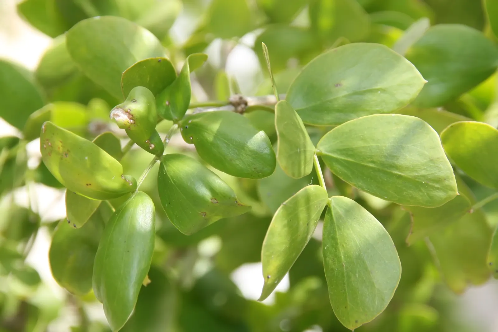 Lignum Vitae (Guaiacum Sanctum) — tree for full or half; and resilience that can significantly enhance a landscape\'s design and functionality, image 76