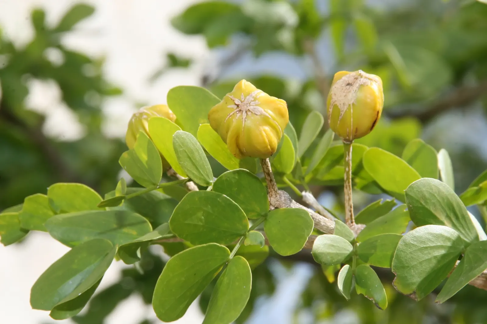 Lignum Vitae (Guaiacum Sanctum) — Lignum vitae (Guaiacum sanctum) is a slow-growing; its hard, durable wood and resinous sap with reputed medicinal, image 39
