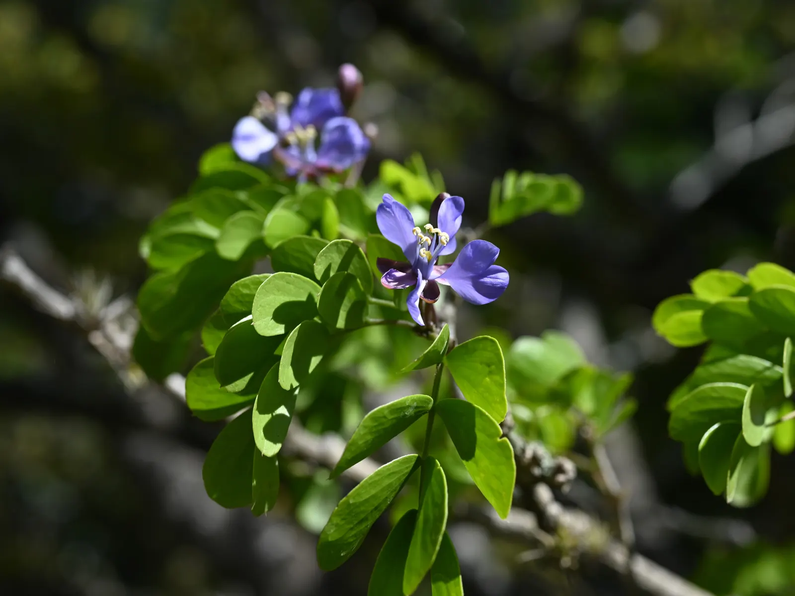 Lignum Vitae (Guaiacum Sanctum) — Guaiacum sanctum requires minimal water once established; blue flowers in the garden, image 68