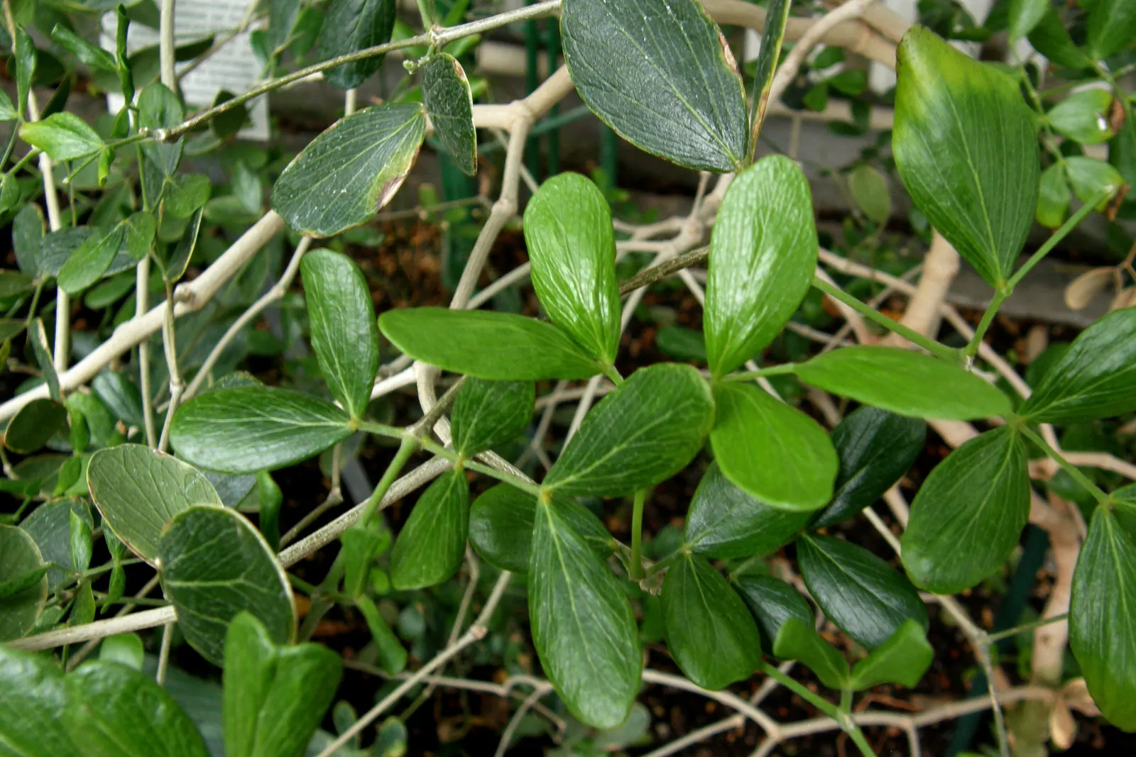 Lignum Vitae (Guaiacum Sanctum) — Lignum vitae (Guaiacum sanctum) is a slow-growing; its hard, durable wood and resinous sap with reputed medicinal, image 58