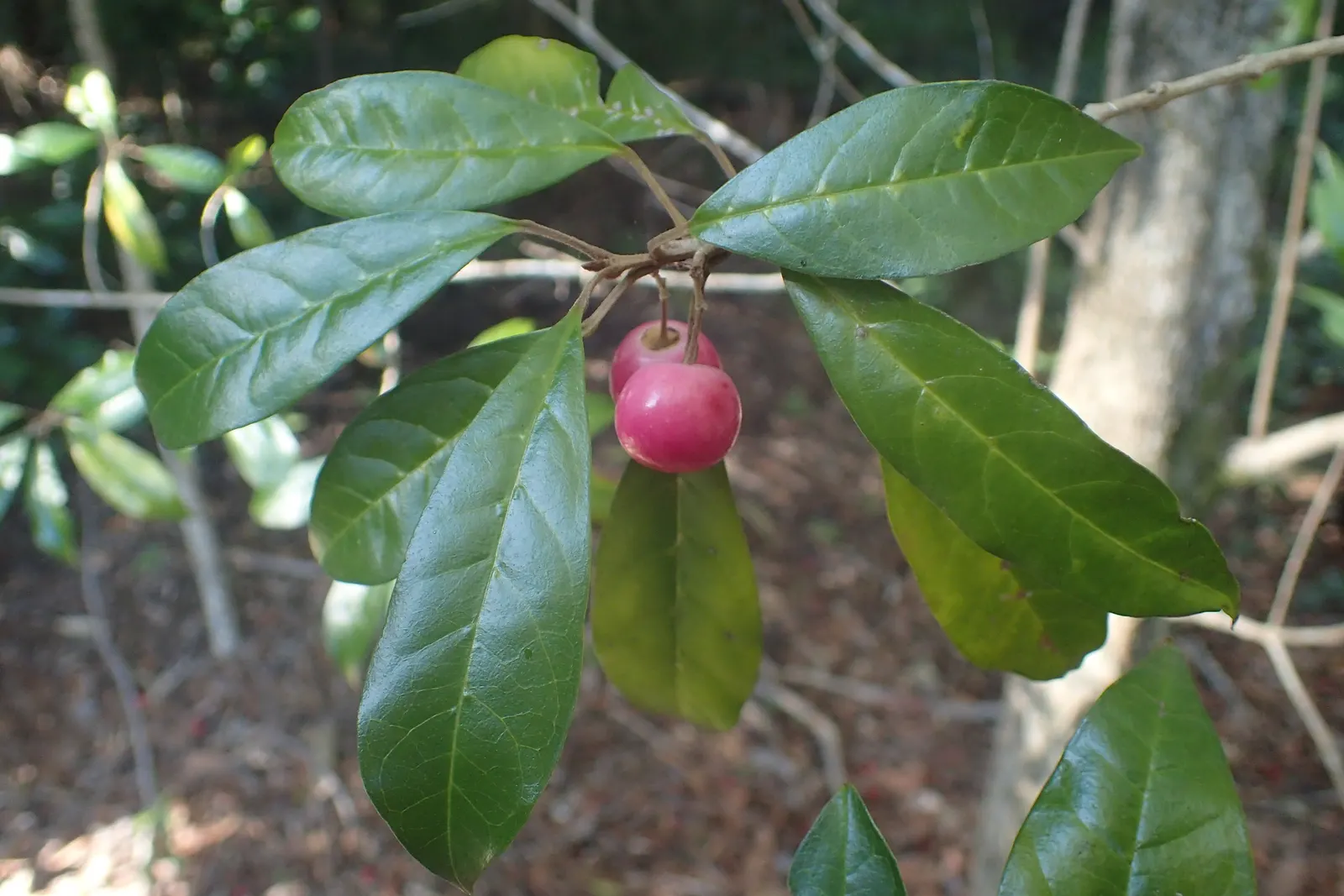 Lignum Vitae (Guaiacum Sanctum) — It\'s hardy to USDA Zone 10, able to withstand temperatures as low as 30°F without significant damage; making, image 51