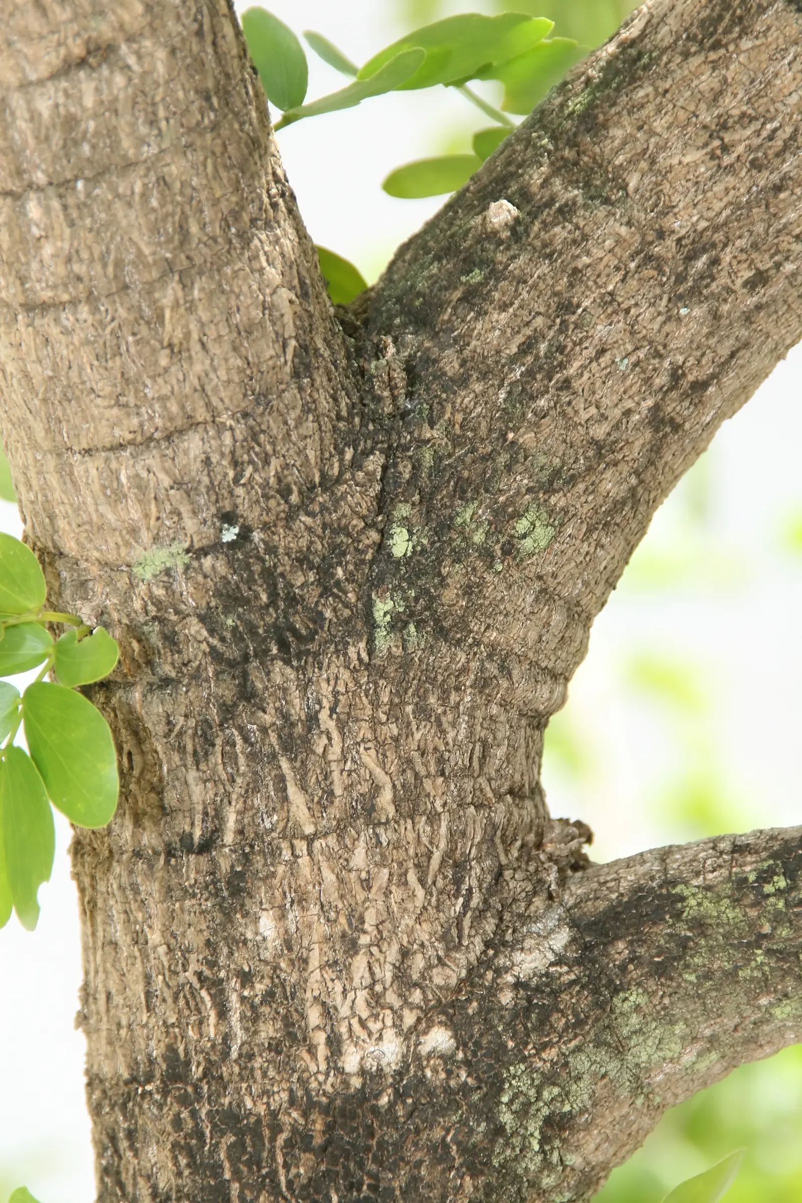 Lignum Vitae (Guaiacum Sanctum) — the Lignum vitae offers a blend of utility; its dense canopy is composed of compound leaves