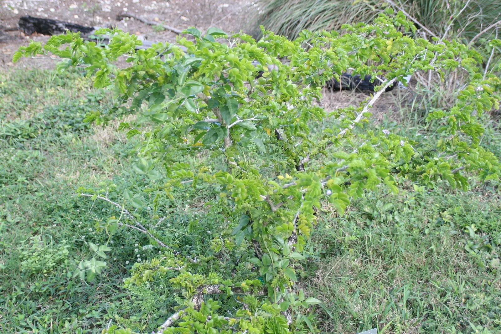 Lignum Vitae (Guaiacum Sanctum) — Guaiacum sanctum requires minimal water once established; blue flowers in the garden
