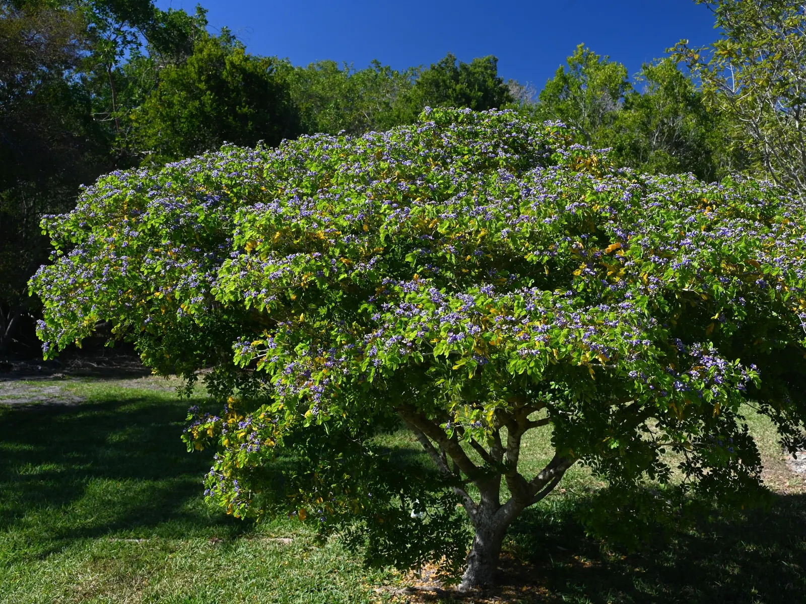 Lignum Vitae (Guaiacum Sanctum) — tree for full or half; and resilience that can significantly enhance a landscape\'s design and functionality, image 57
