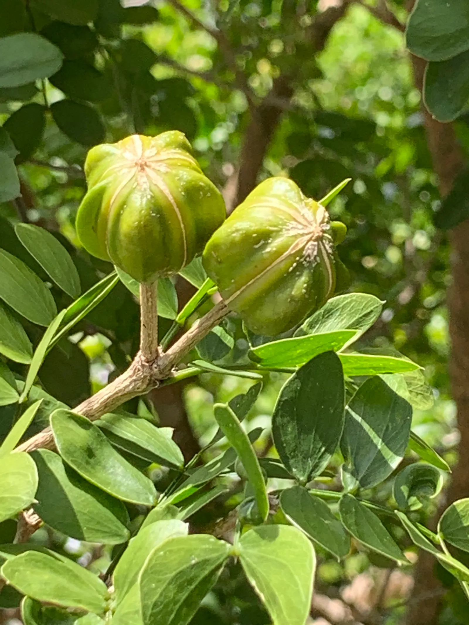 Lignum Vitae (Guaiacum Sanctum) — Prefers full sun to partial shade and well-drained soil; drought-tolerant once established; it\'s hardy to USDA Zone 10, able