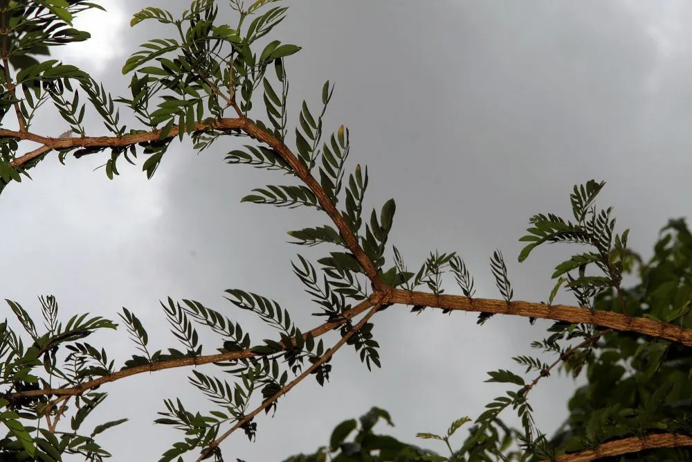 Lignum Vitae (Guaiacum Sanctum) — making it a sustainable choice for xeriscaping; prefers full sun to partial shade and well-drained soil, image 69