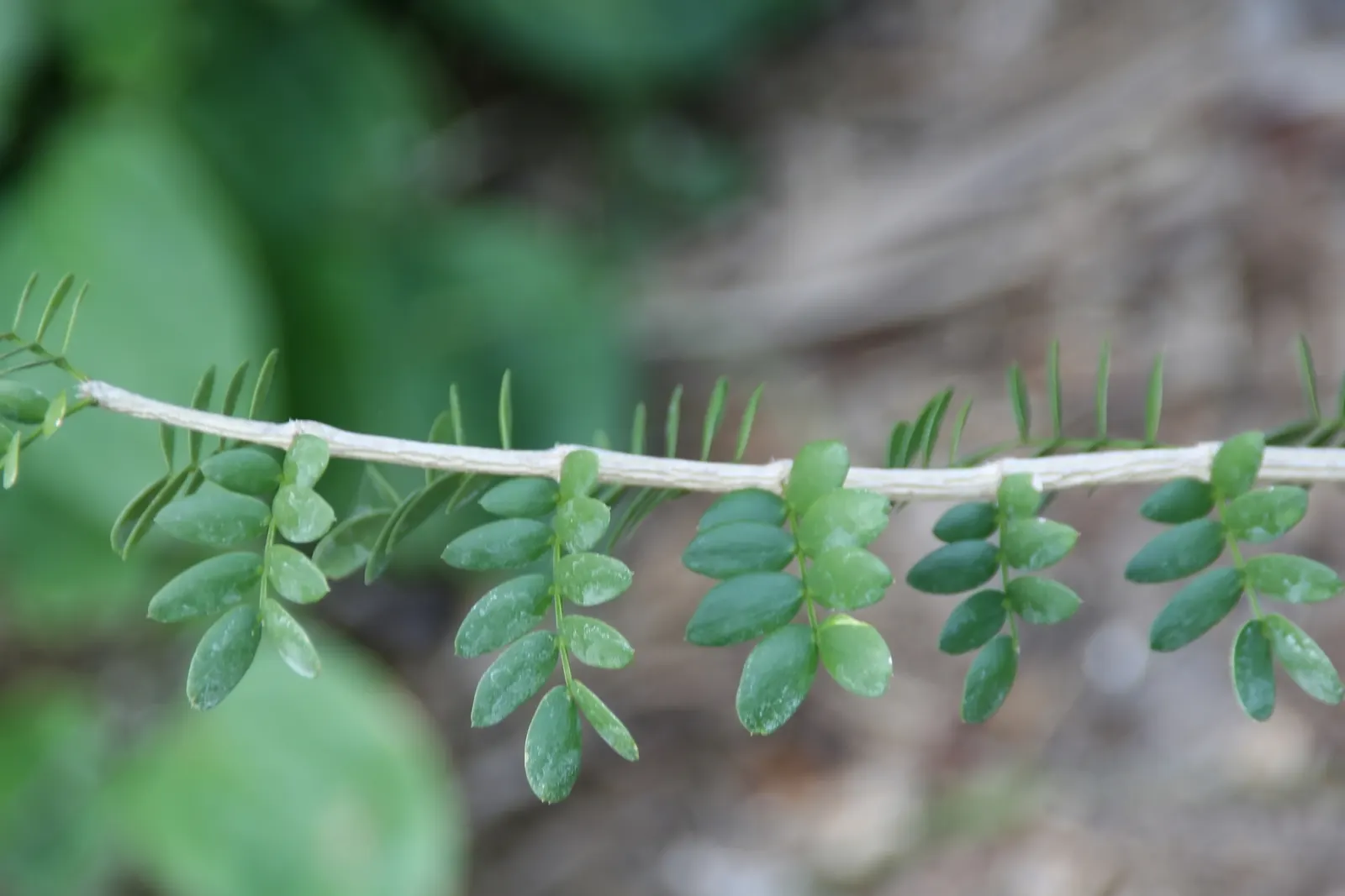 Lignum Vitae (Guaiacum Sanctum) — Lignum vitae (Guaiacum sanctum) is a slow-growing; its hard, durable wood and resinous sap with reputed medicinal properties