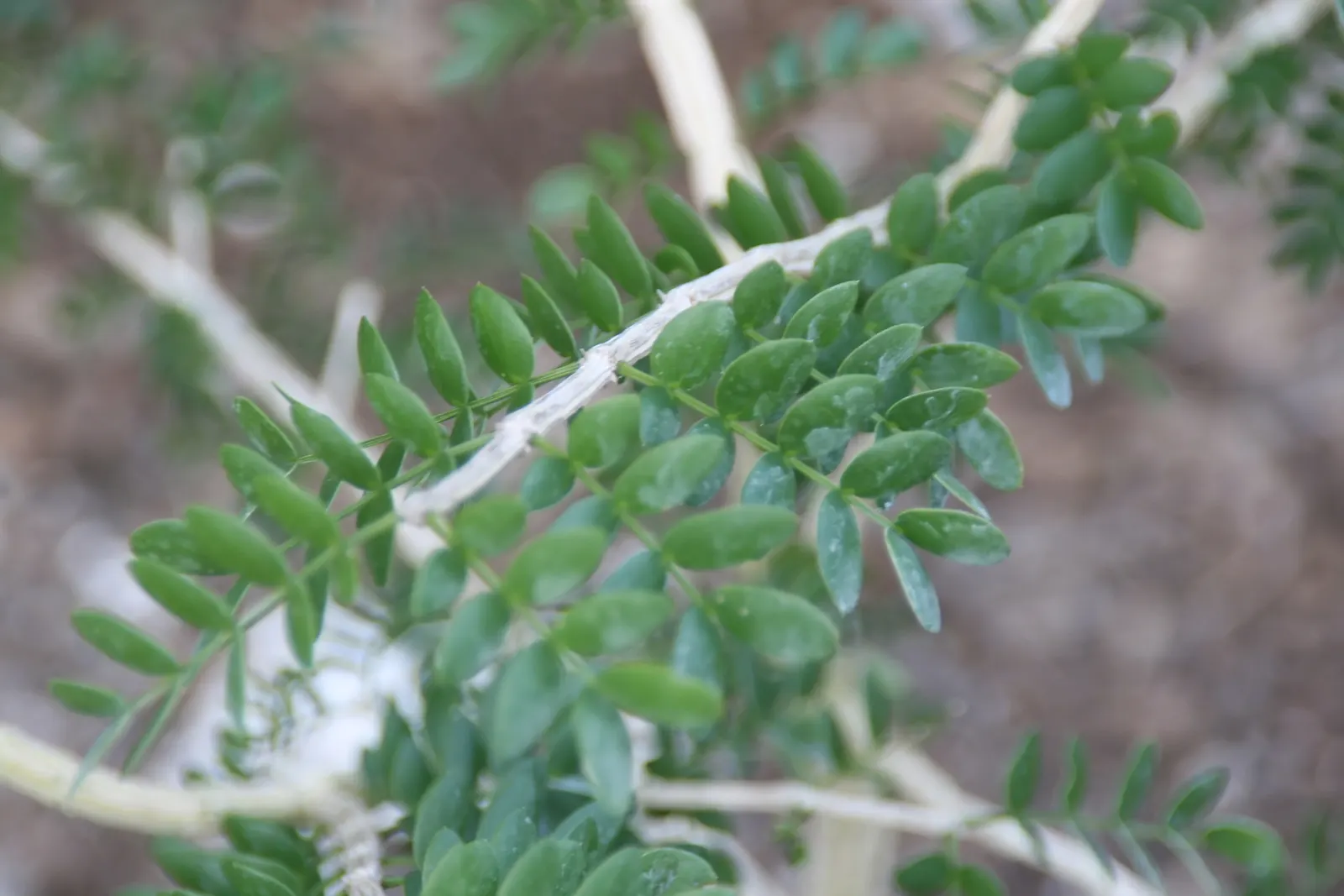 Lignum Vitae (Guaiacum Sanctum) — often followed by the appearance of yellow-orange fruits that are about 1 inch in diameter