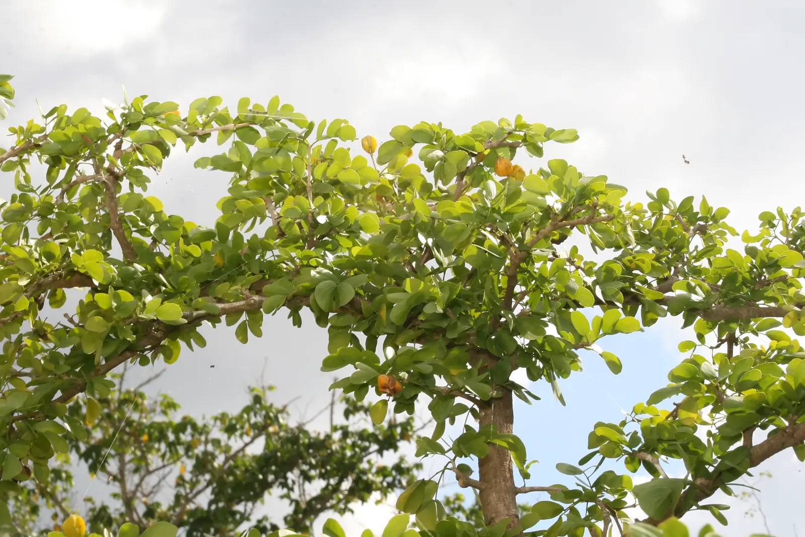 Lignum Vitae (Guaiacum Sanctum) — Its hard, durable wood and resinous sap with reputed medicinal properties add further value; is a quintessential, image 80