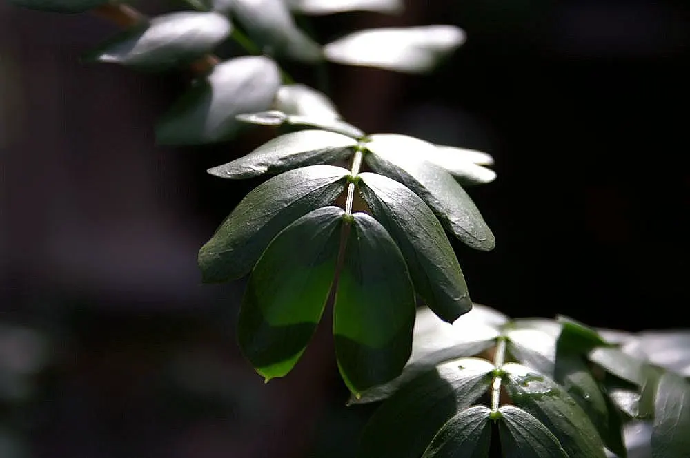 Lignum Vitae (Guaiacum Sanctum) — The wood is so heavy that it sinks in water