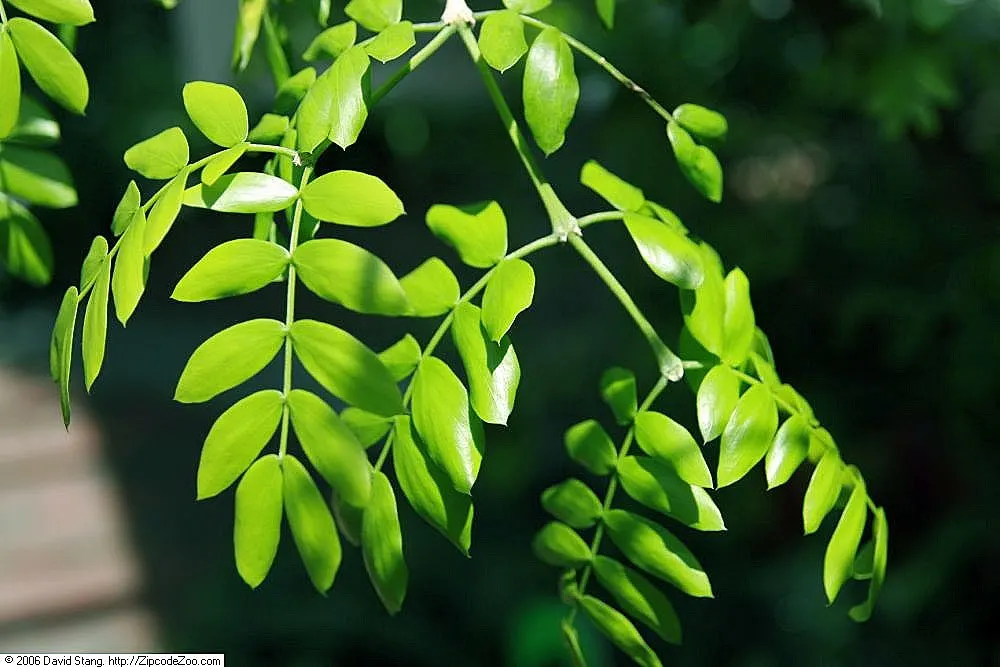 Lignum Vitae (Guaiacum Sanctum) — often followed by the appearance of yellow-orange fruits that are about 1 inch in diameter; this native to the Caribbean and