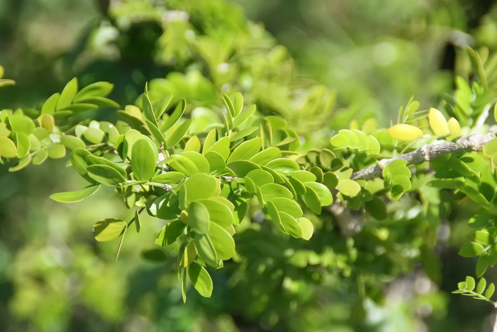 Lignum Vitae (Guaiacum Sanctum) — making it a sustainable choice for xeriscaping; prefers full sun to partial shade and well-drained soil, image 50