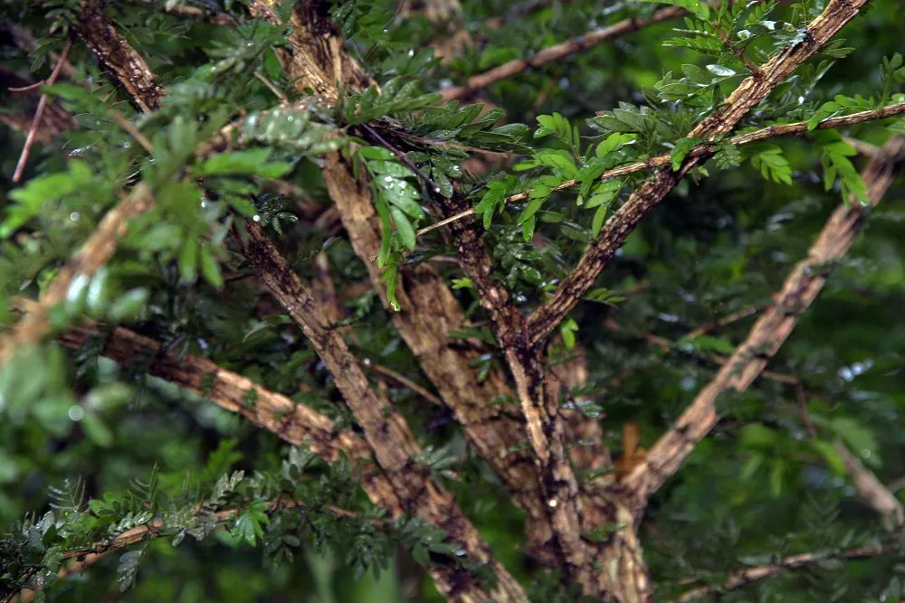 Lignum Vitae (Guaiacum Sanctum) — ornamental foliage and clusters of blue flowers