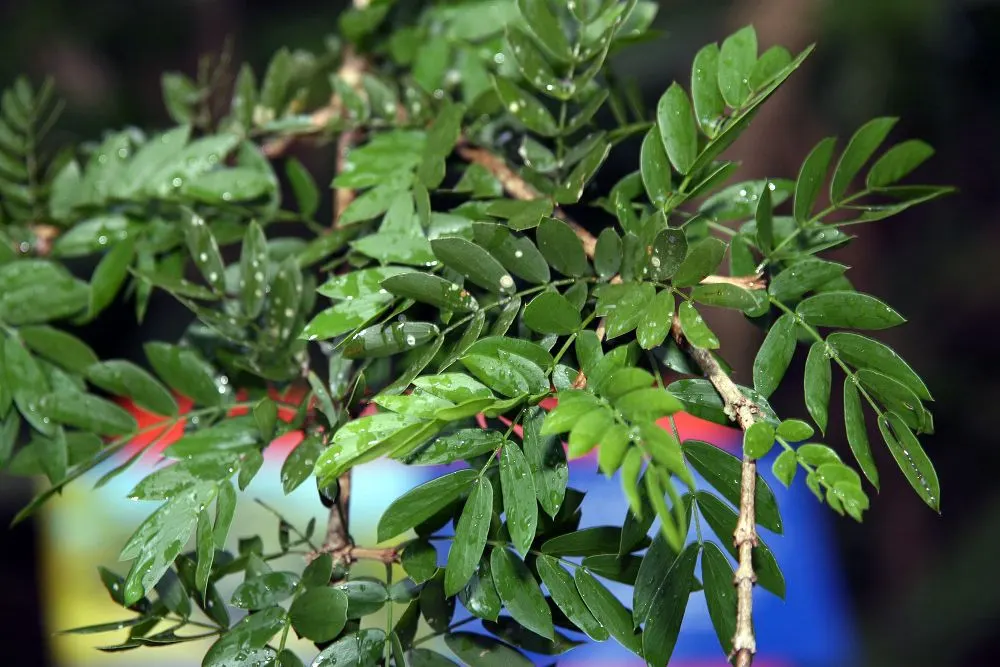 Lignum Vitae (Guaiacum Sanctum) — the Lignum vitae offers a blend of utility