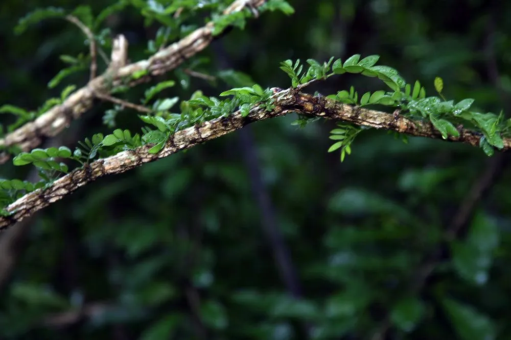 Lignum Vitae (Guaiacum Sanctum) — This native to the Caribbean and parts of the Americas reaches up to 30 ft in height; tree with blue blooms, image 41