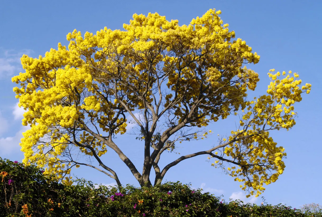 Lignum Vitae (Guaiacum Sanctum) — Its hard, durable wood and resinous sap with reputed medicinal properties add further value; is a quintessential, image 61