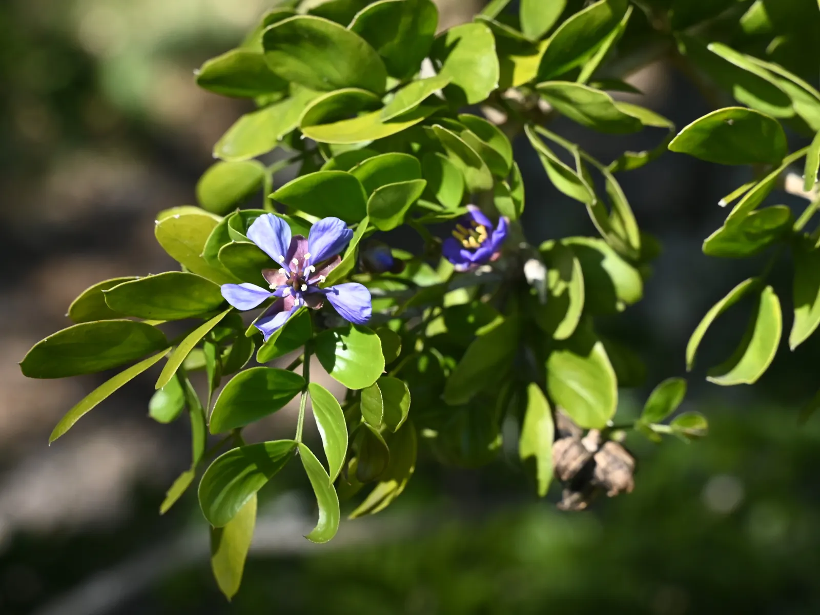 Lignum Vitae (Guaiacum Sanctum) — ornamental foliage and clusters of blue flowers; guaiacum sanctum requires minimal water once established