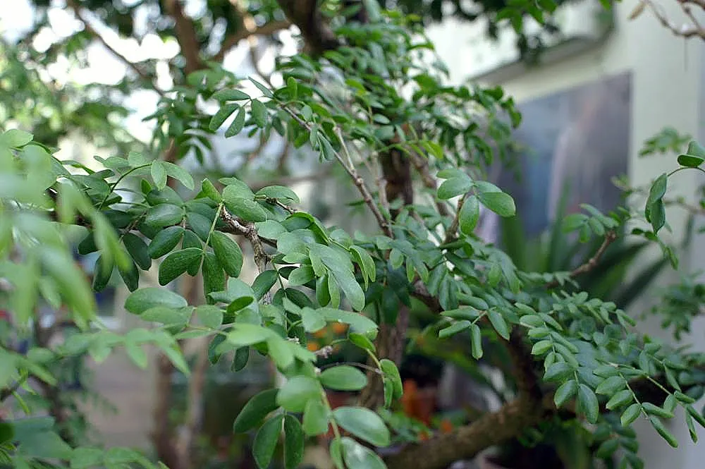 Lignum Vitae (Guaiacum Sanctum) — and resilience that can significantly enhance a landscape\'s design and functionality; whether utilized as a focal point or a