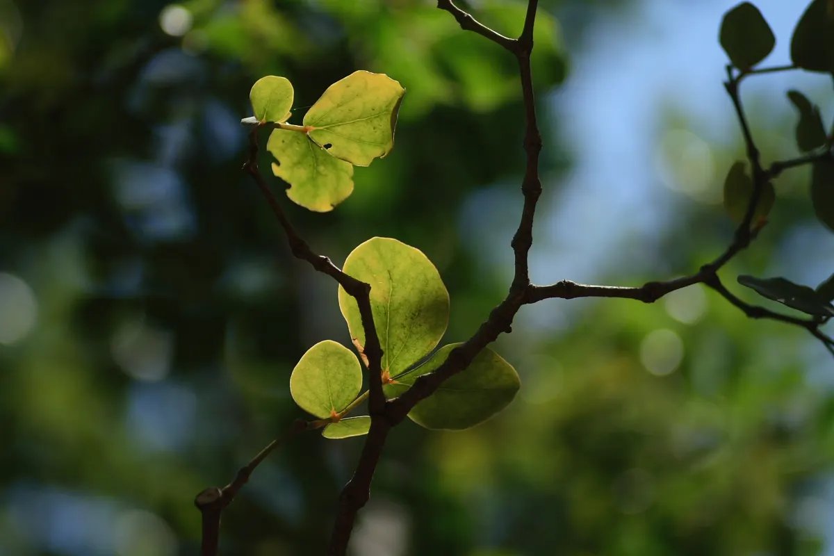 Lignum Vitae (Guaiacum Sanctum) — Lignum vitae (Guaiacum sanctum) is a slow-growing; its hard, durable wood and resinous sap with reputed medicinal, image 77
