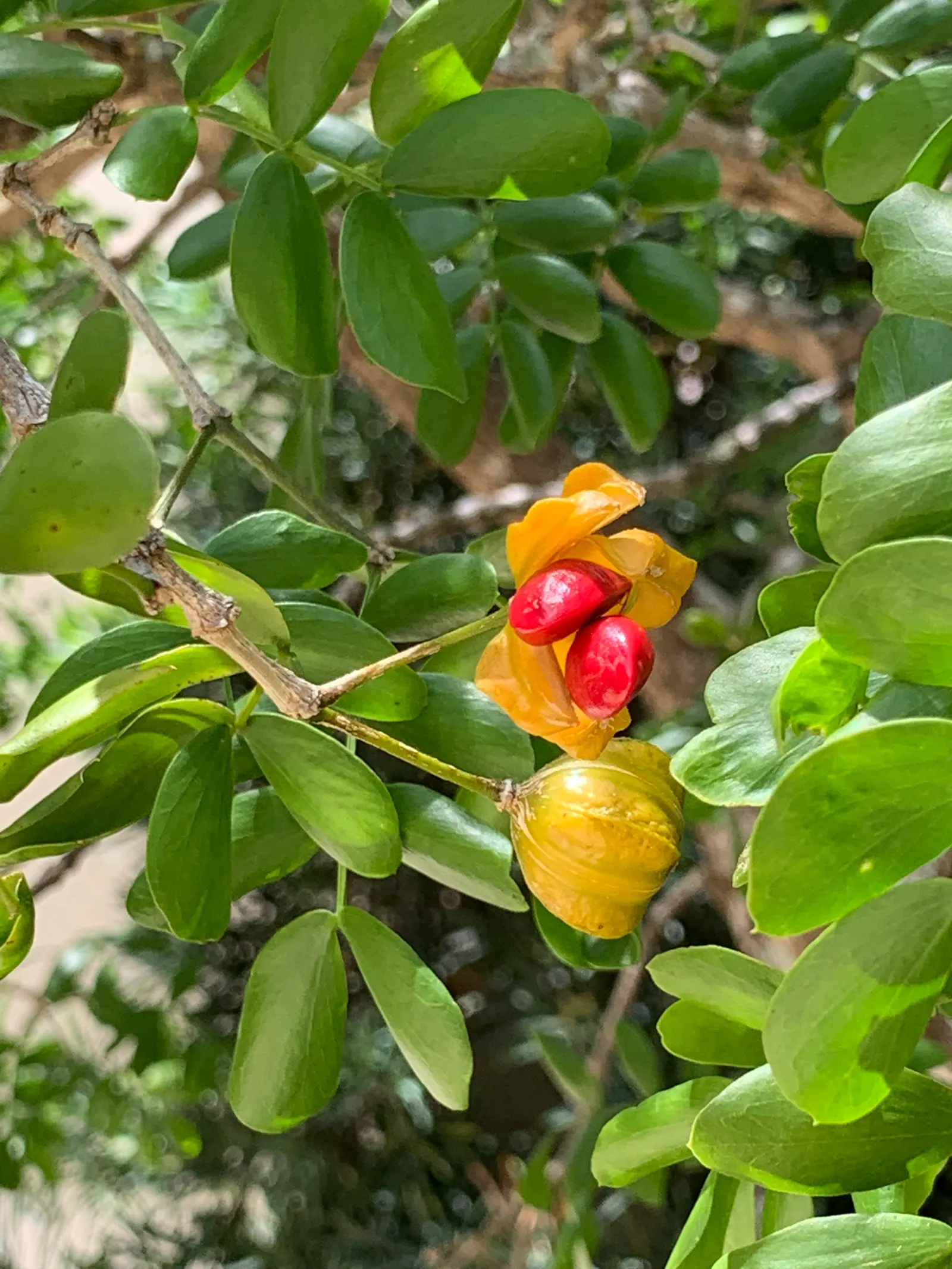Lignum Vitae (Guaiacum Sanctum) — making it a sustainable choice for xeriscaping; prefers full sun to partial shade and well-drained soil; drought-tolerant