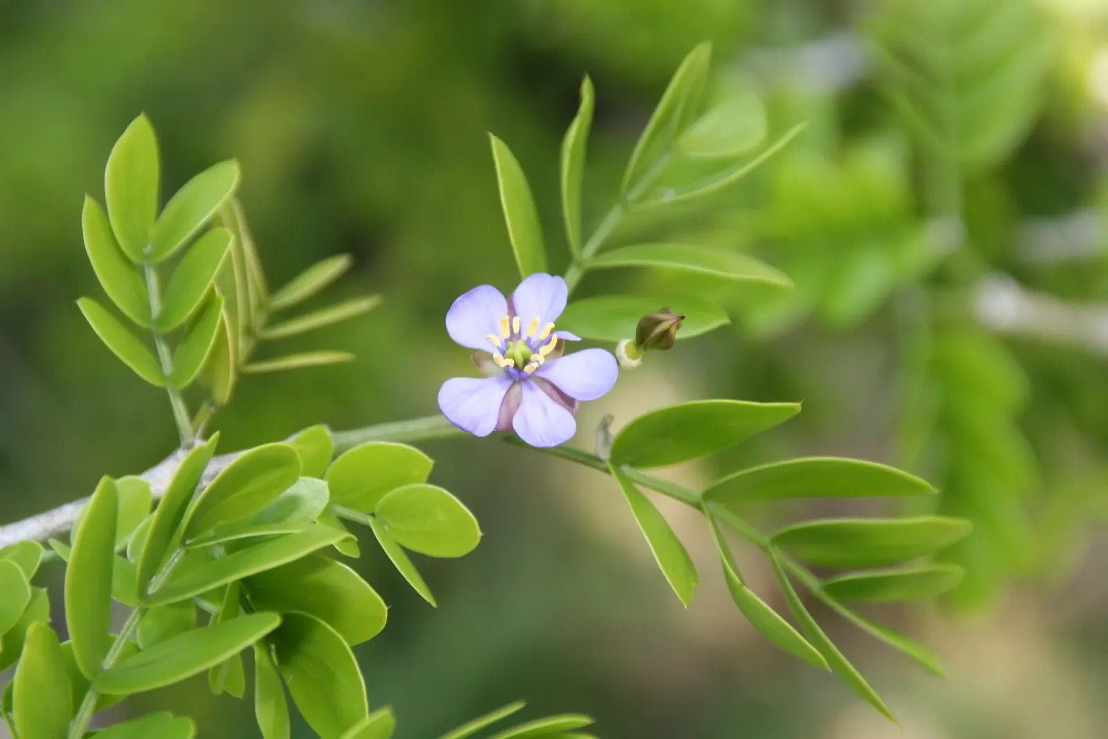 Lignum Vitae (Guaiacum Sanctum) — The wood is so heavy that it sinks in water; the Lignum vitae offers a blend of utility, image 65