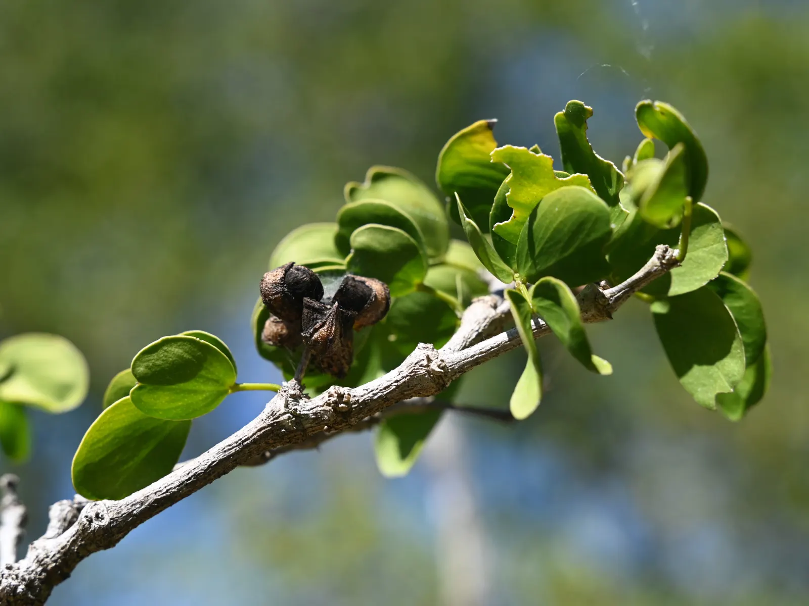 Lignum Vitae (Guaiacum Sanctum) — Its hard, durable wood and resinous sap with reputed medicinal properties add further value